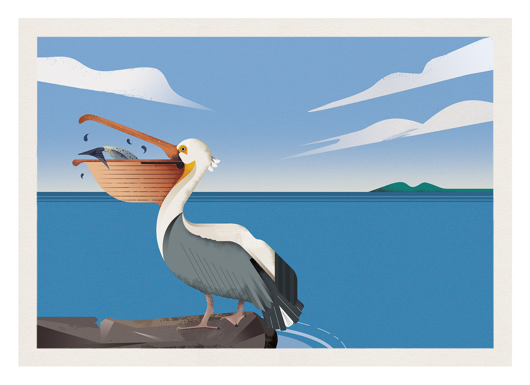 Pelican illustration by Gelpi Design