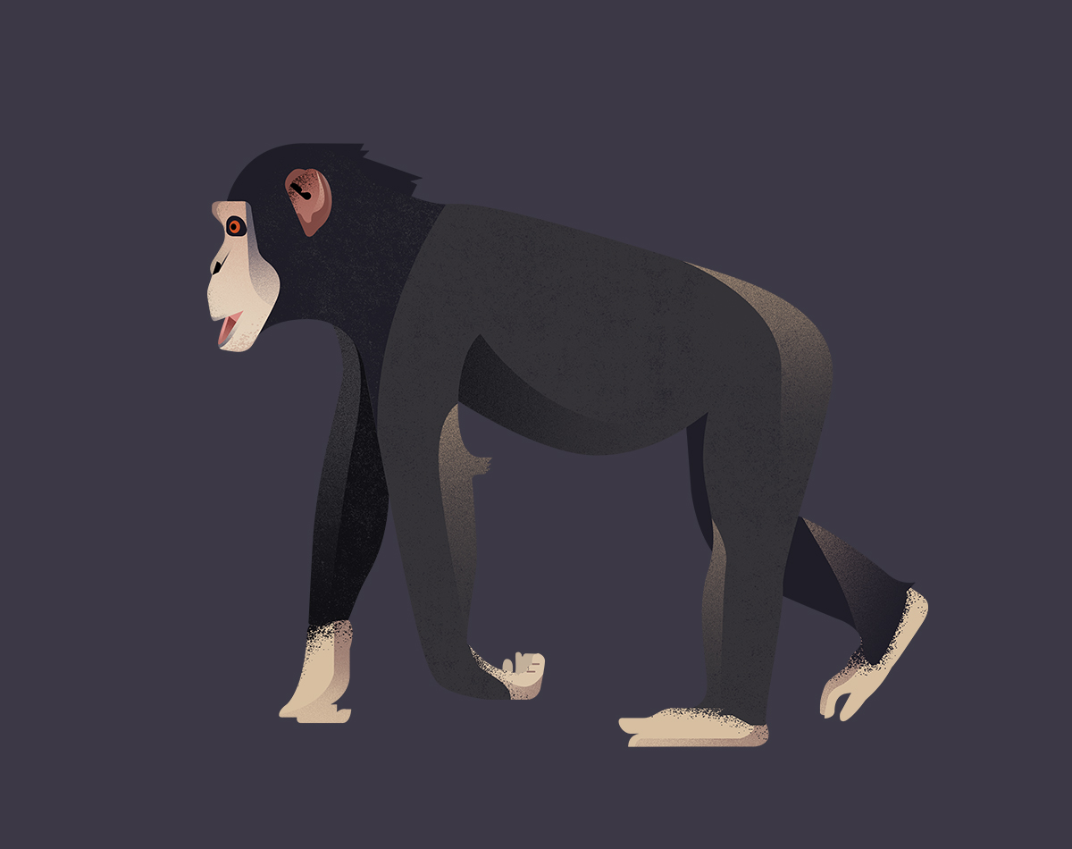 Gelpi Design illustration