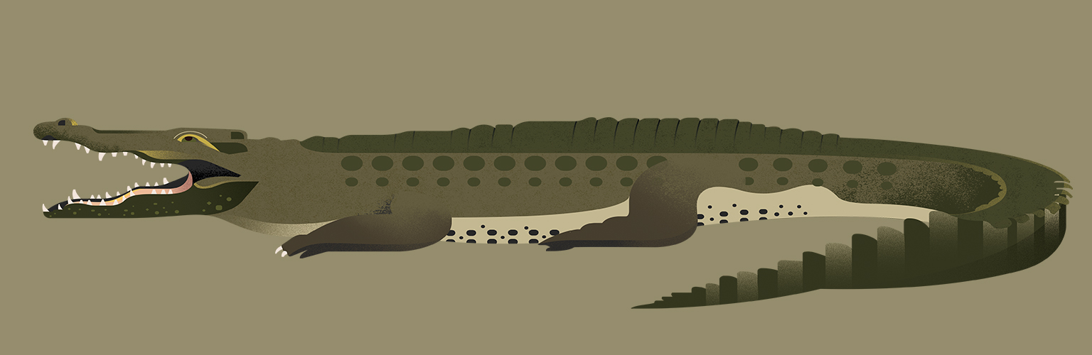 Gelpi Design illustration