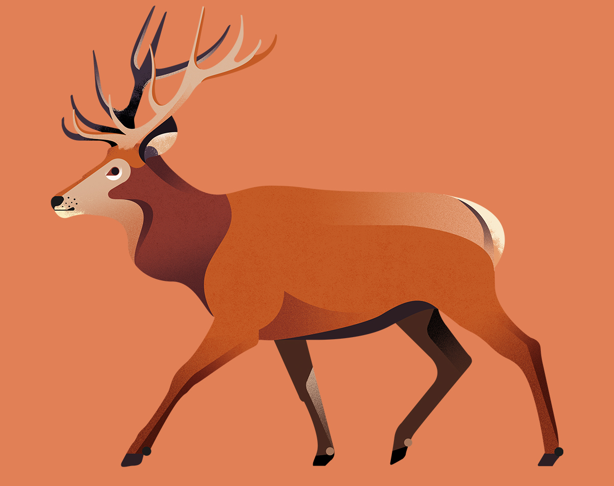 Gelpi Design illustration