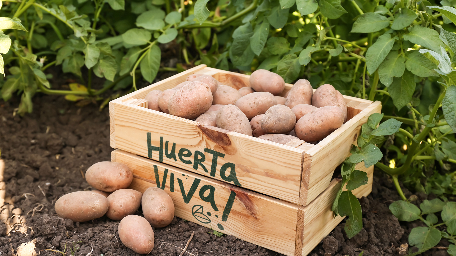 Gelpi design Branding