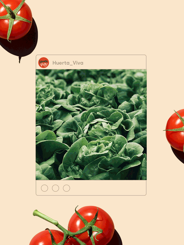 Gelpi design Branding